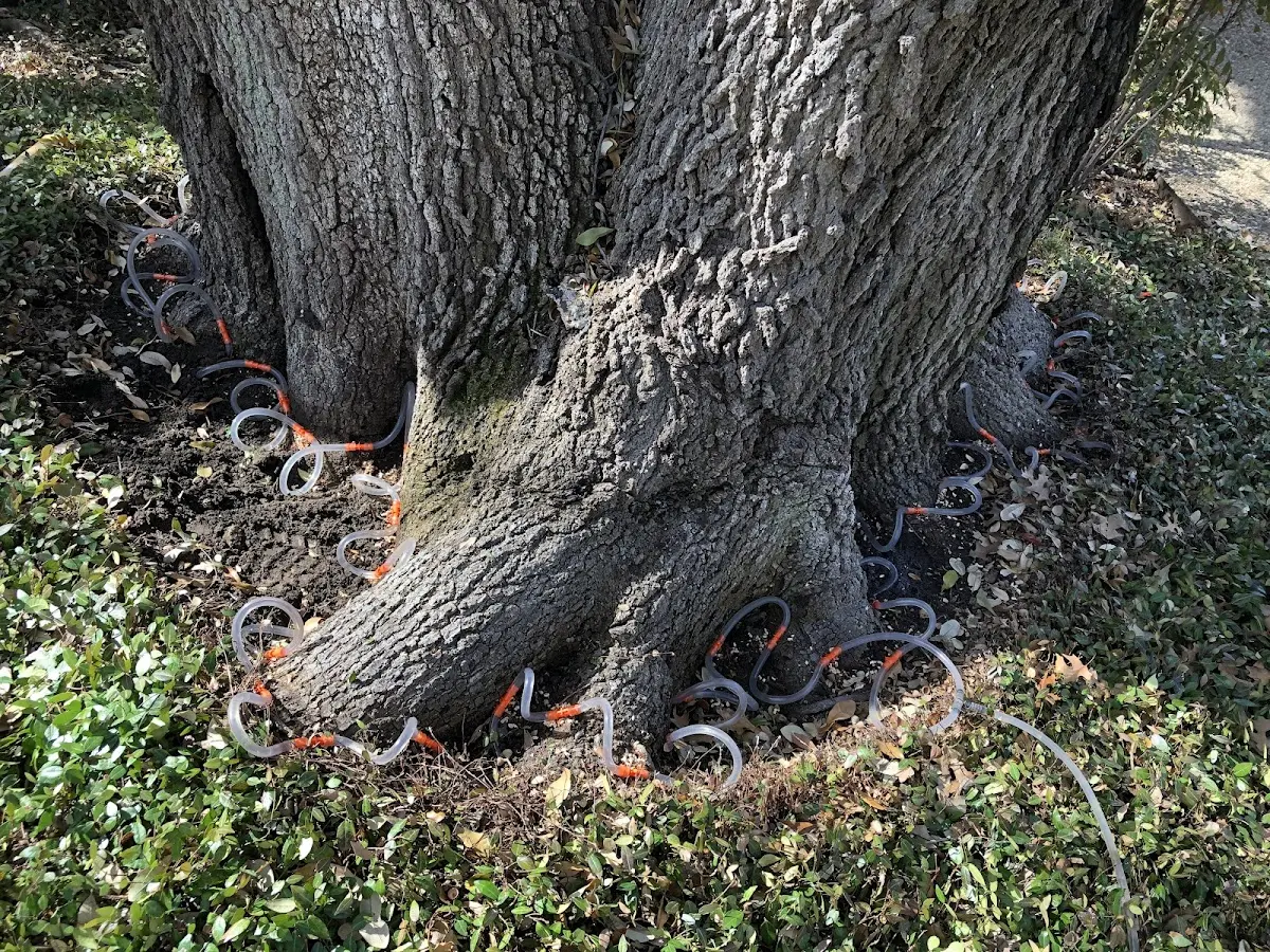 Detailed Shrub and Hedge Trimming job site in Mazon