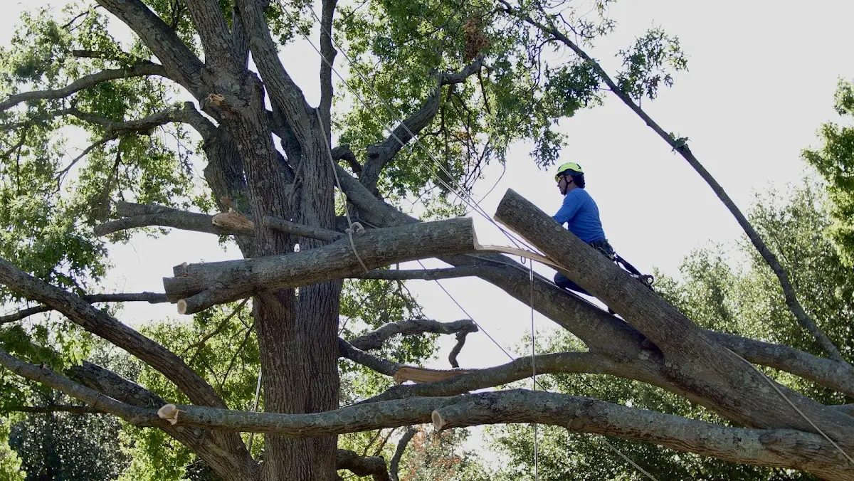Professional Crown Thinning performed by certified arborists in Mazon