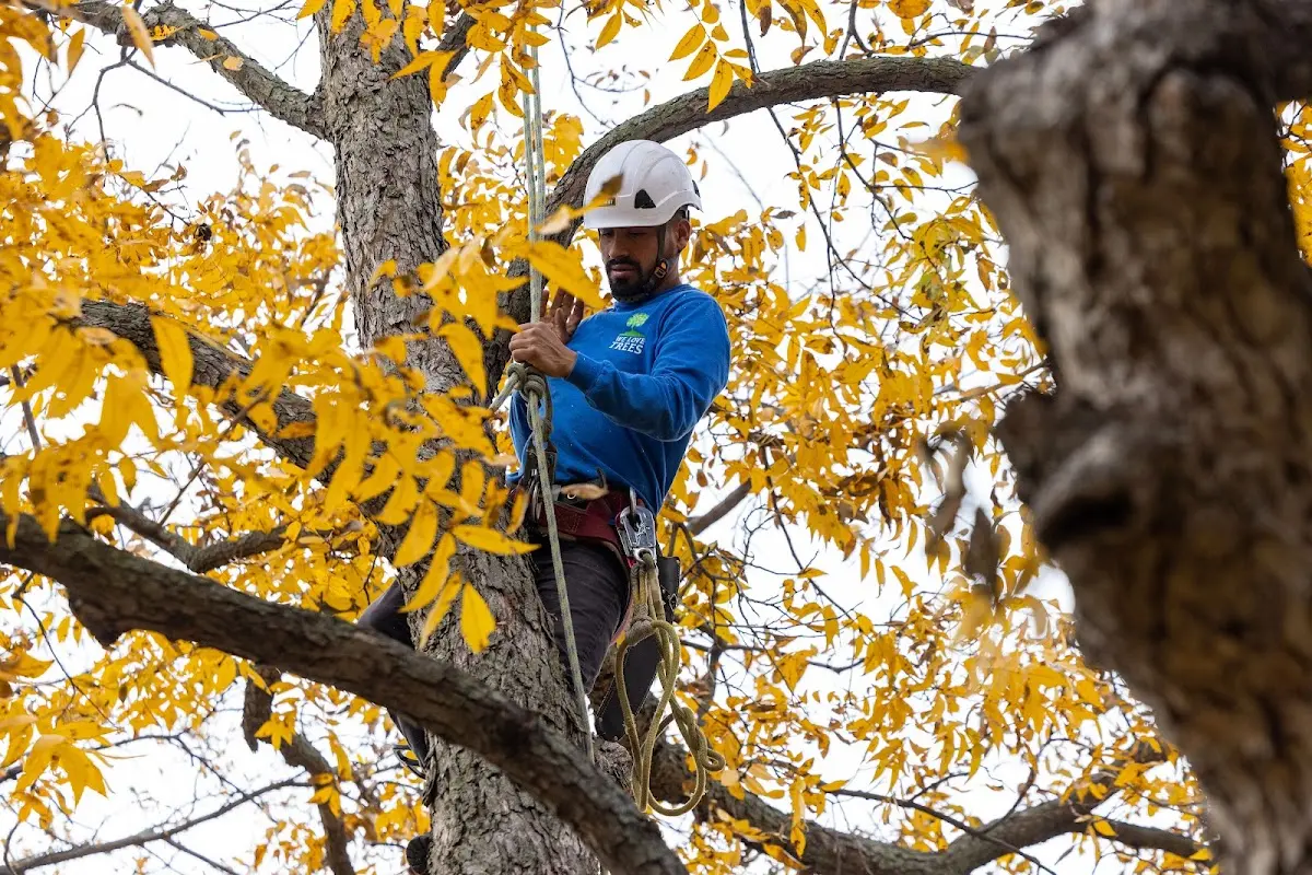 Skilled Emergency Tree Service crew working in Mazon