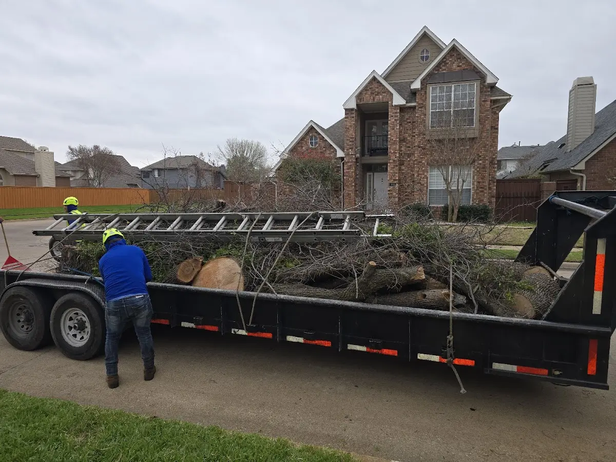 Expert Tree Removal with proper safety equipment in Mazon